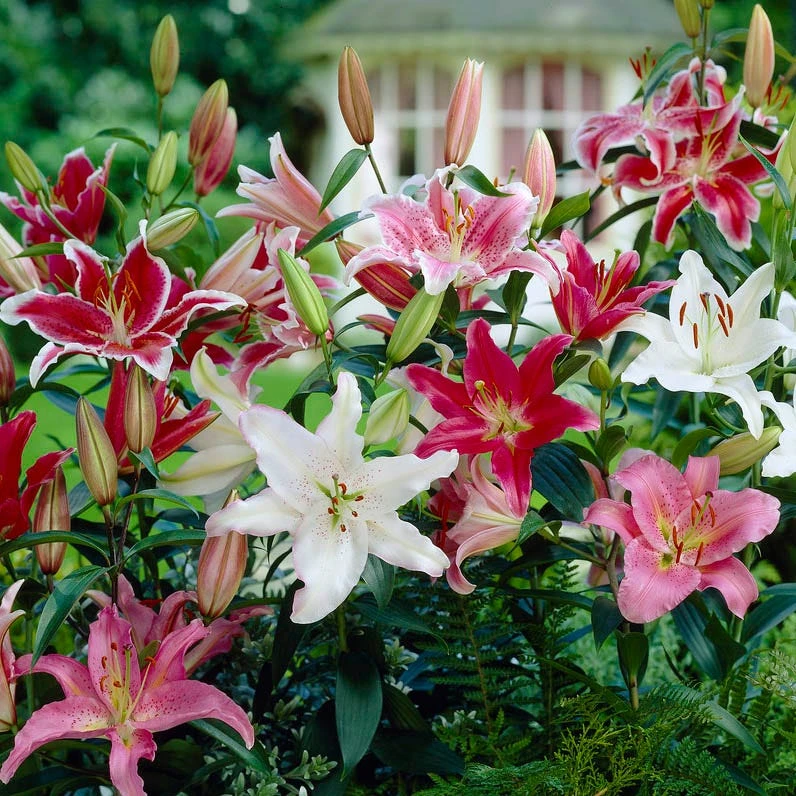 Oriental Lily Mix - Image 2