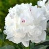 Festiva Maxima Peony