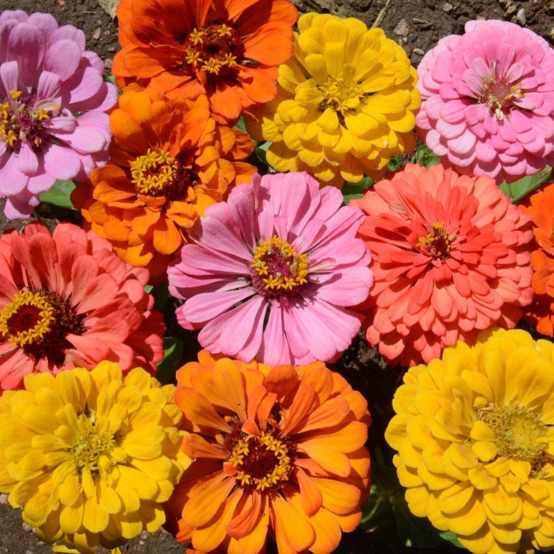 Peachy Keen Zinnia Seed Mix