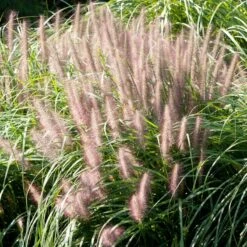 Red Head Fountain Grass