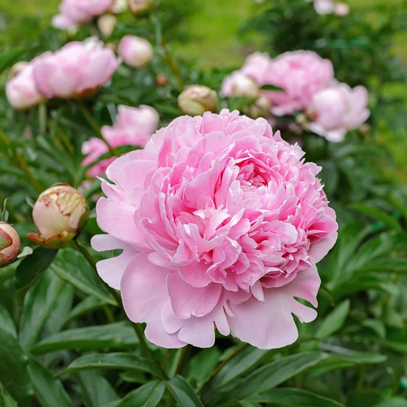 Sarah Bernhardt Peony - Image 4