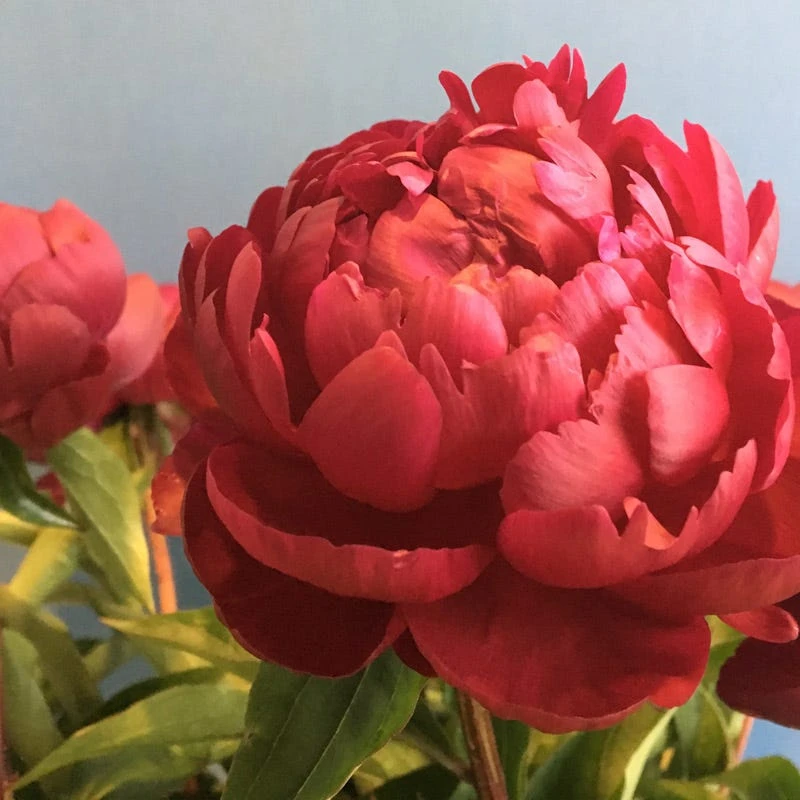 Benjamin Franklin Peony - Image 2