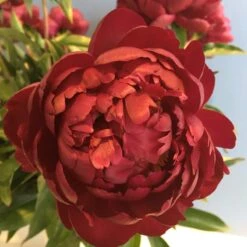Benjamin Franklin Peony