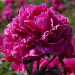 Felix Crousse Peony