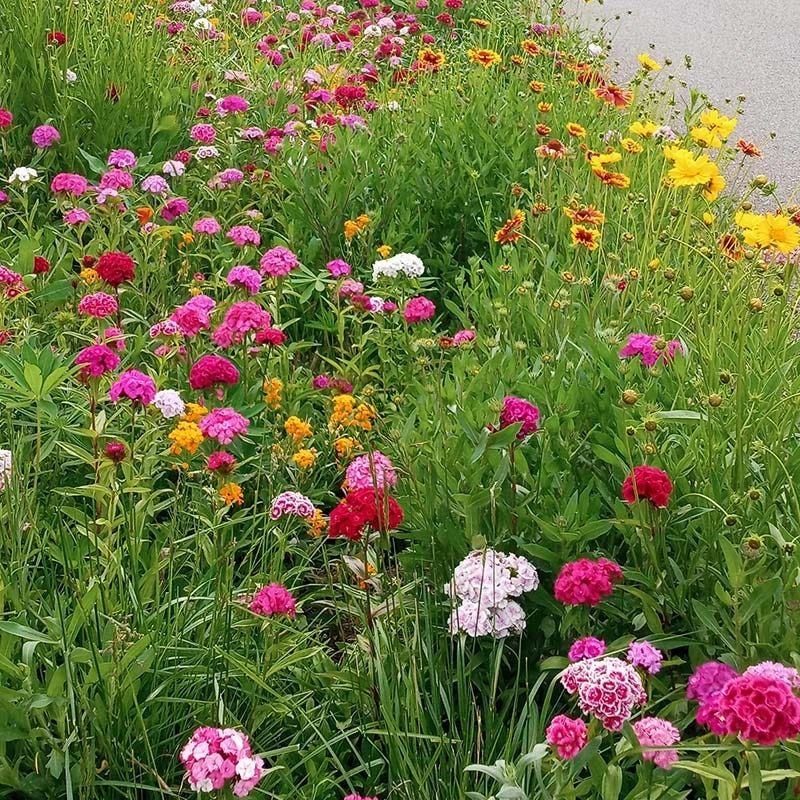 Perennial Curb Appeal Wildflower Seed Mix - Image 12