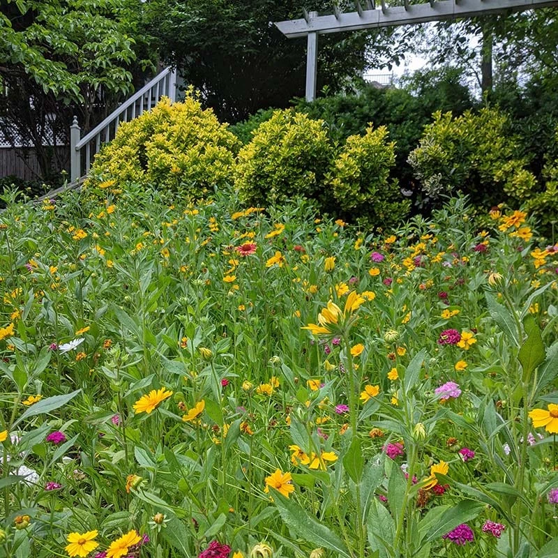 Perennial Curb Appeal Wildflower Seed Mix - Image 2
