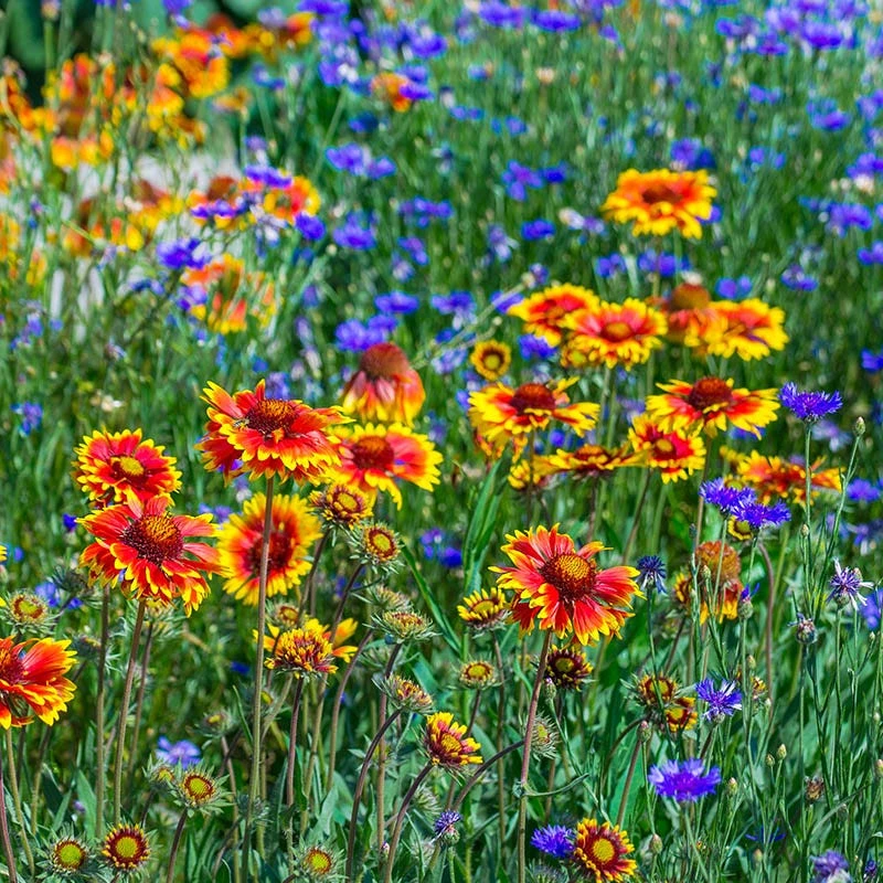 Perennial Curb Appeal Wildflower Seed Mix - Image 5
