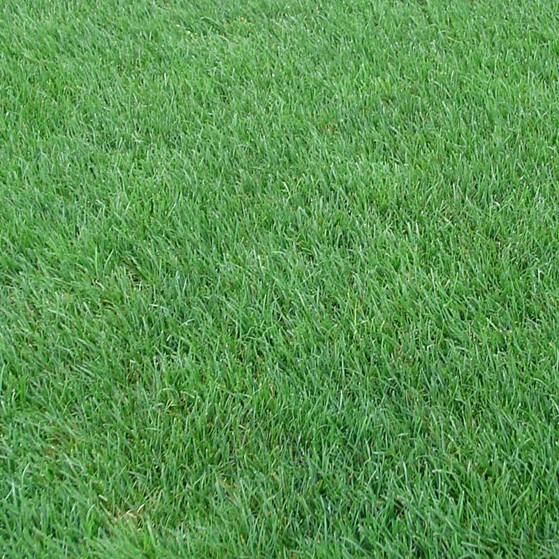 Perennial Rye Grass Seeds - Image 5
