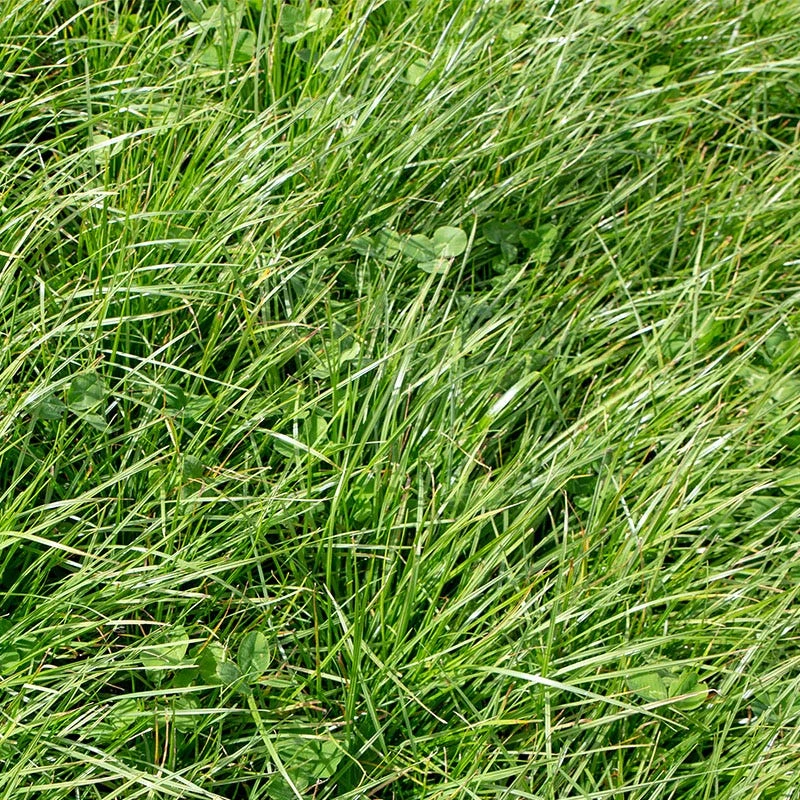 Perennial Rye Grass Seeds - Image 3