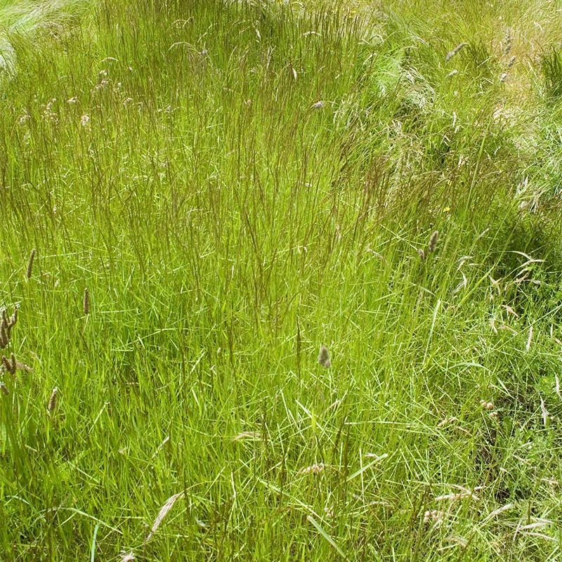 Timothy Grass Seeds - Image 4
