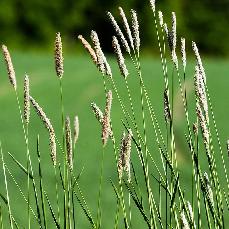 Timothy Grass Seeds - Image 7