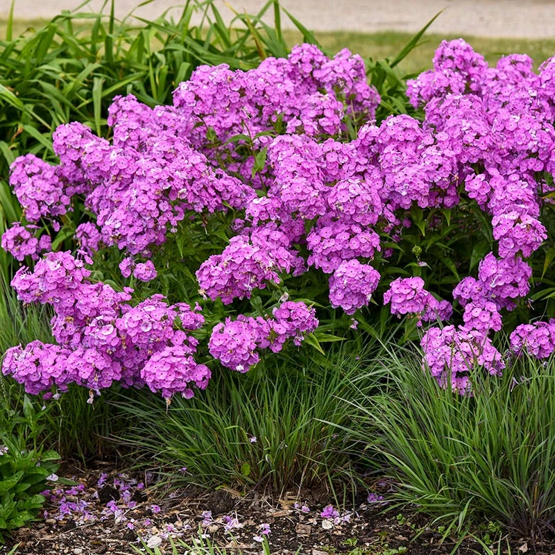 Fashionably Early Flamingo Phlox - Image 2