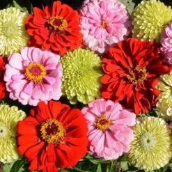 Pink Lemonade Zinnia Seed Mix