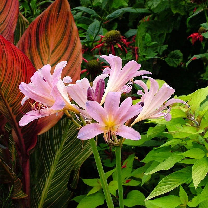 Pink Surprise Lily (Lycoris)