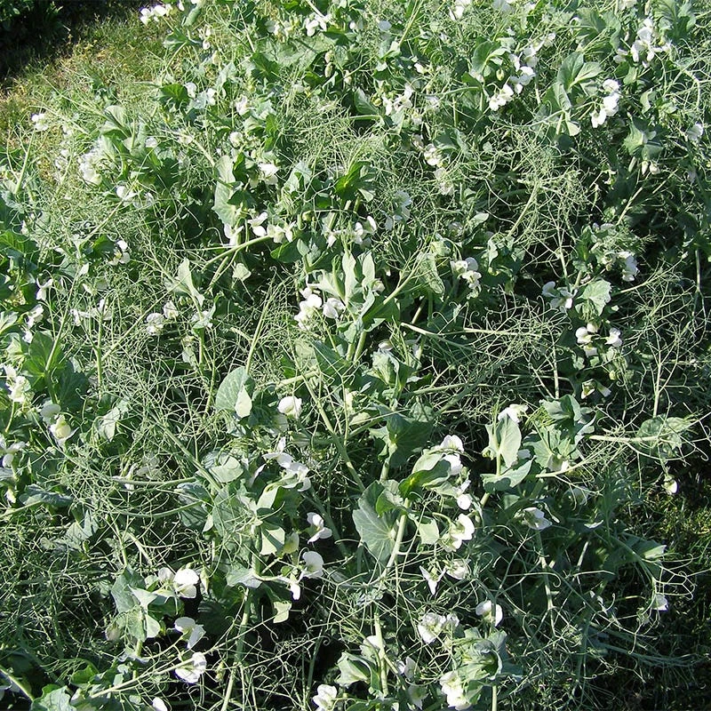 Austrian Winter Pea Seeds - Image 2