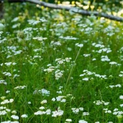 Pollinator Paradise Flowering Lawn Seed Mix