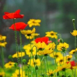 Red Poppy & Plains Coreopsis Seed Combo
