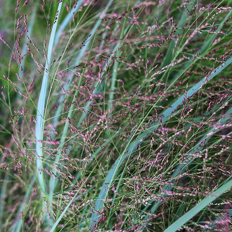 Prairie Dog Switchgrass - Image 5