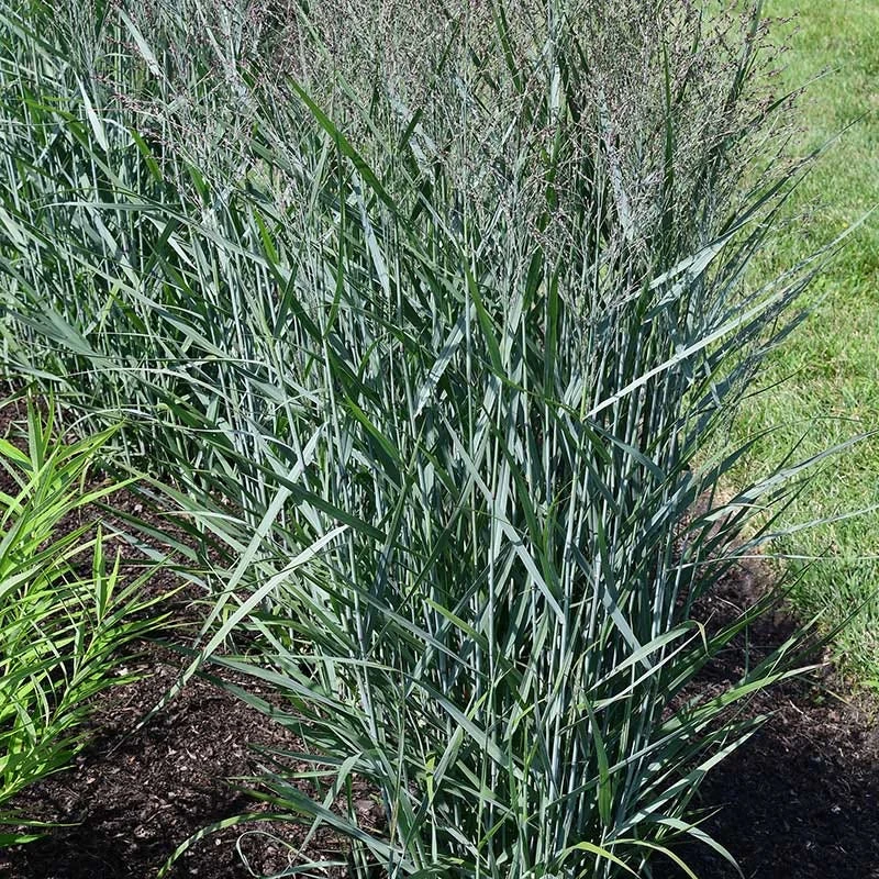 Prairie Dog Switchgrass - Image 3