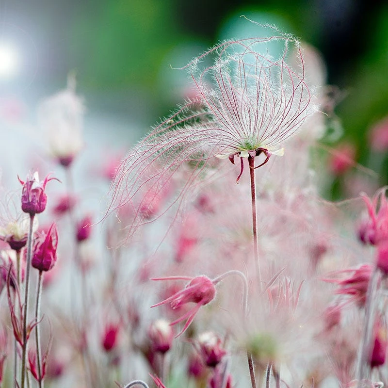 Prairie Smoke