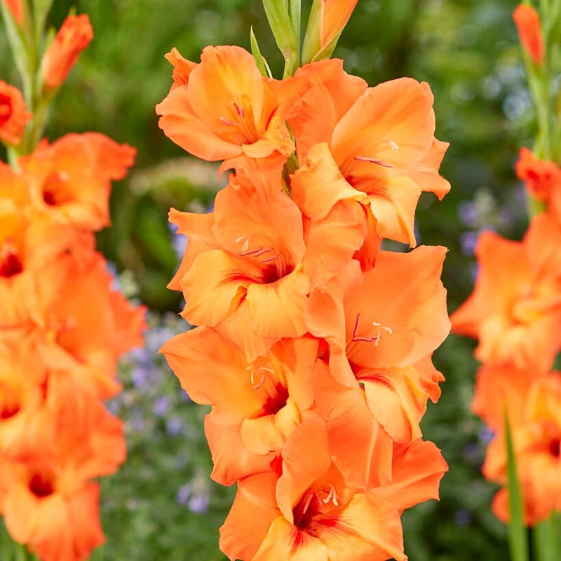 Prince Of Orange Gladiolus - Image 2