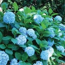 All Summer Beauty Mophead Hydrangea