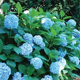 All Summer Beauty Mophead Hydrangea
