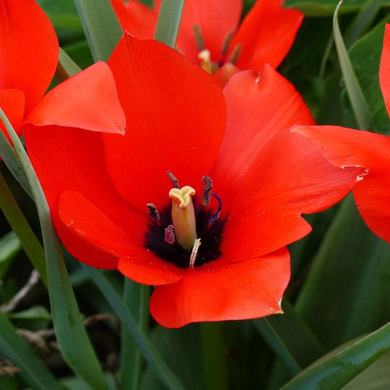 Red Hunter Tulip - Image 2