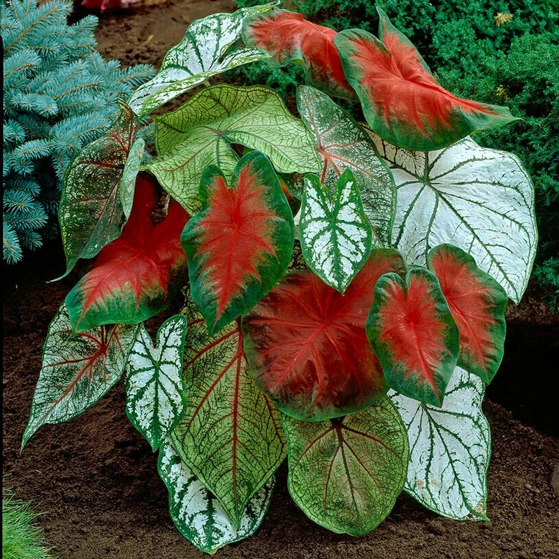 Red & White Caladium Mix - Image 4