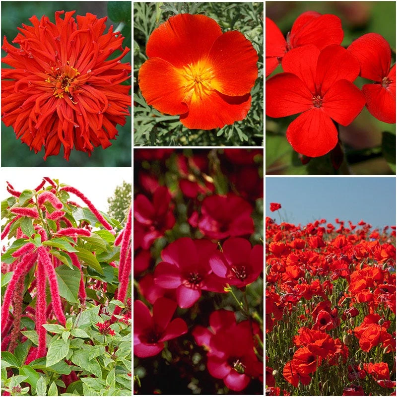 Warm Color Wildflower Seed Patches - Image 4