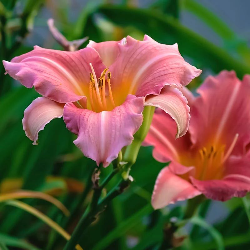 Rosa Bellini Reblooming Daylily - Image 2