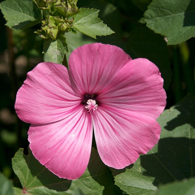 Rose Mallow Seeds - Image 4