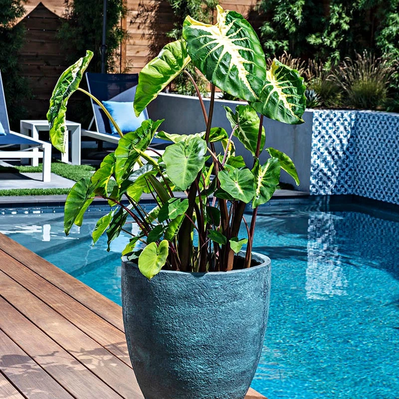 Royal Hawaiian® White Lava Elephant Ear - Image 2