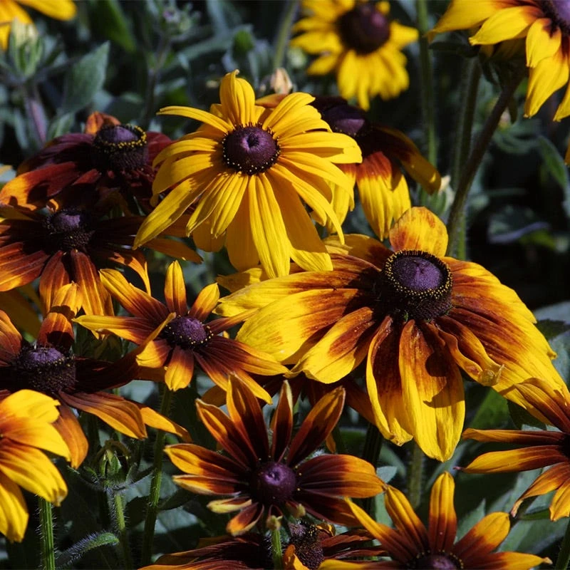 Gloriosa Daisy Seeds - Image 4