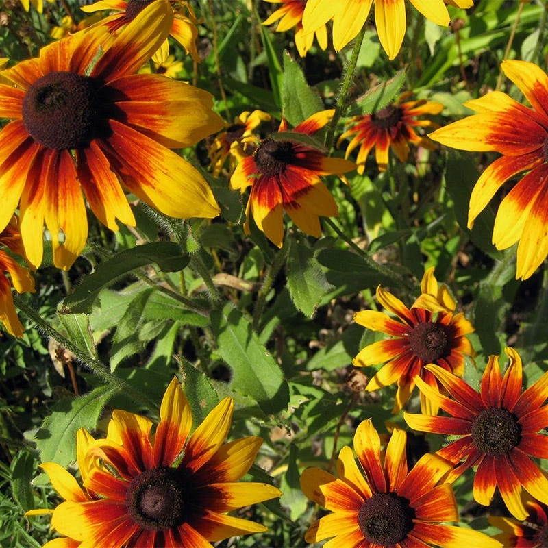 Gloriosa Daisy Seeds - Image 6