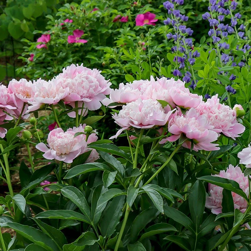 Sarah Bernhardt Peony - Image 3