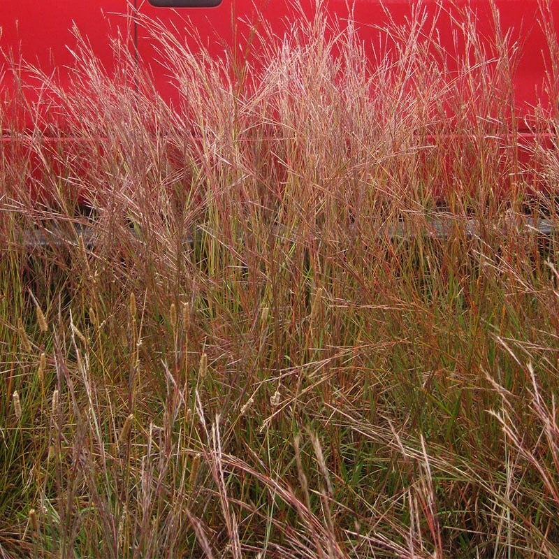 Little Bluestem Grass Seeds - Image 3