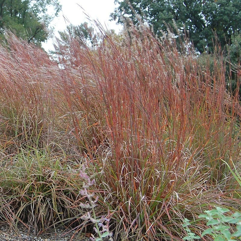 Little Bluestem Grass Seeds - Image 8