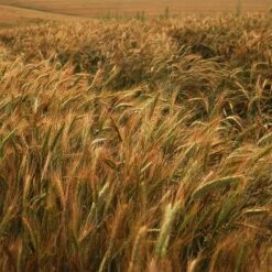 Winter Rye Grass Seeds