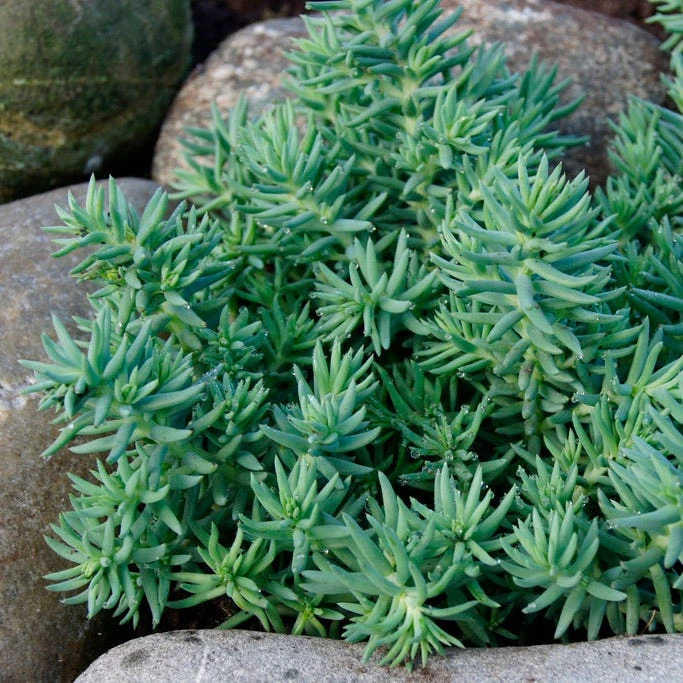 Blue Spruce Sedum - Image 3
