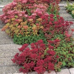 Dragon's Blood Sedum