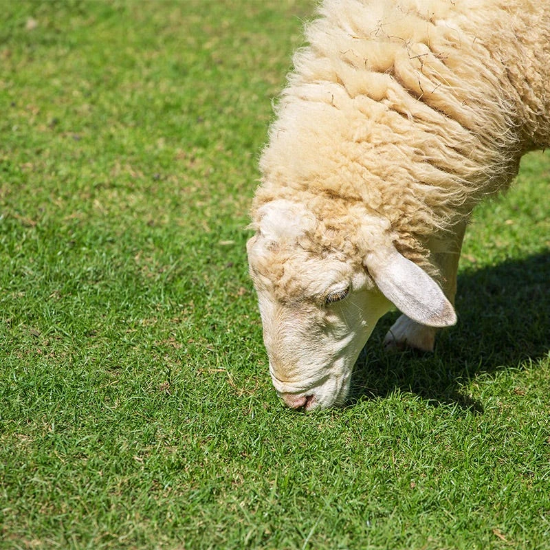 Sheep Pasture Seed Mix