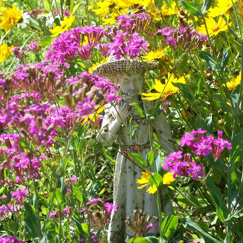 None So Pretty Or Catchfly Seeds - Image 5