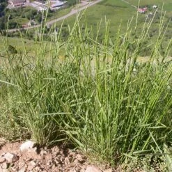 Slender Wheatgrass Seeds