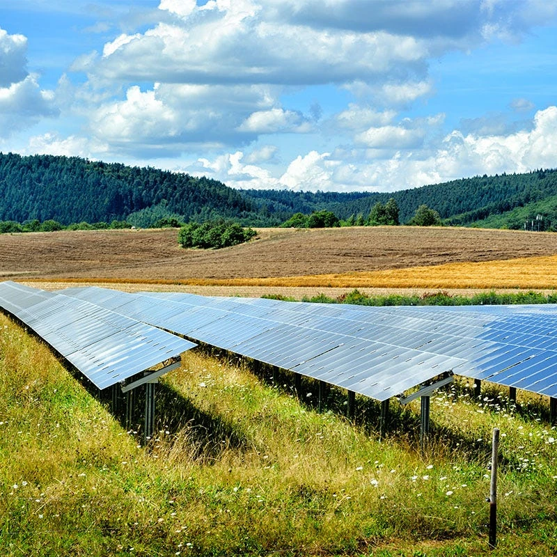 Solar Farm Color Seed Mix - Image 3