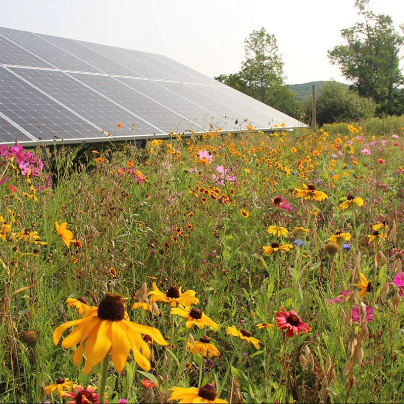 Solar Farm Color Seed Mix - Image 2