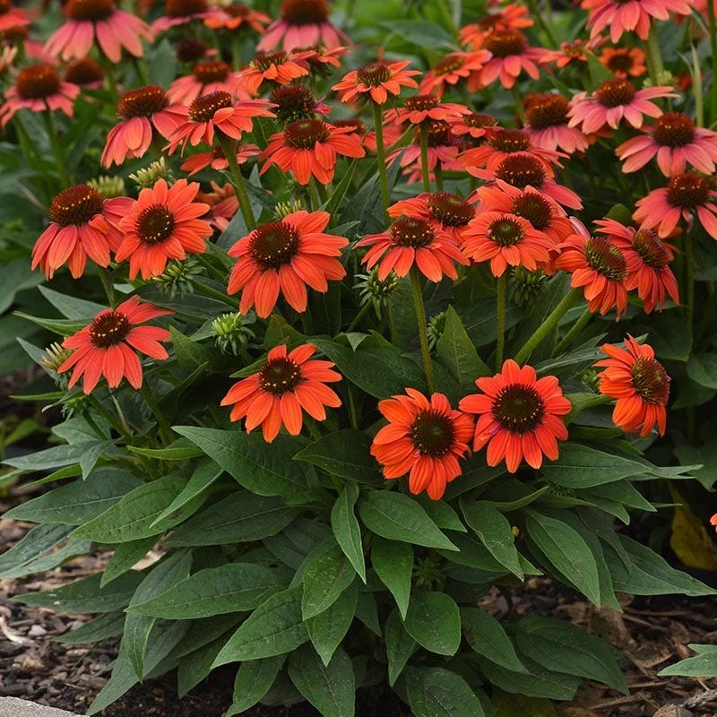 Sombrero Poco™ Hot Coral Echinacea - Image 3