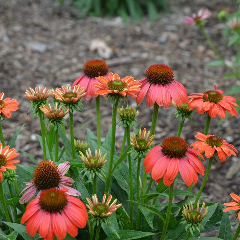 Sombrero Poco™ Hot Coral Echinacea - Image 5