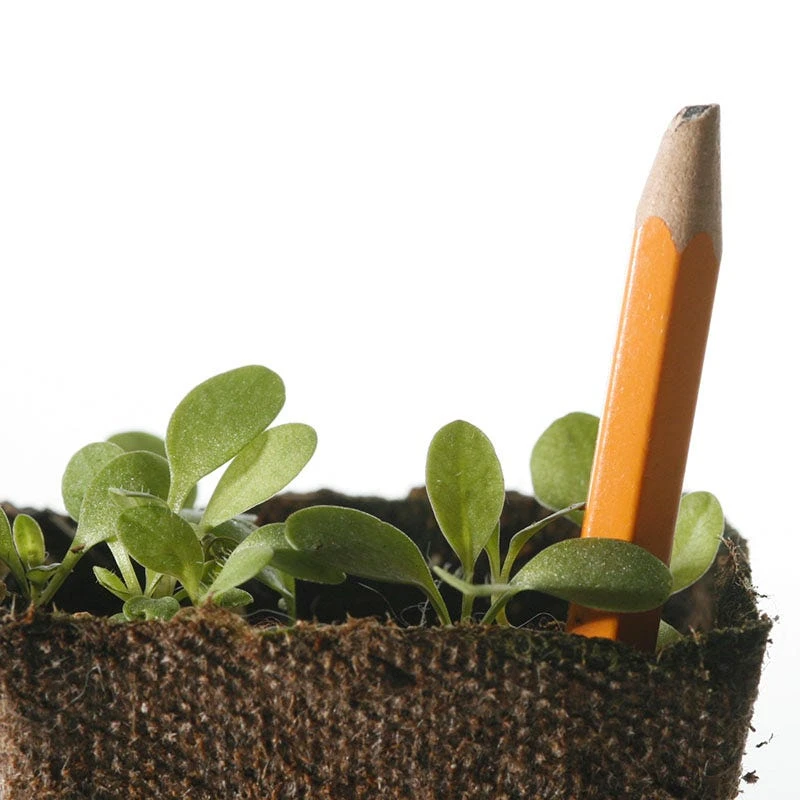 Lance Leaf Coreopsis Seeds - Image 8