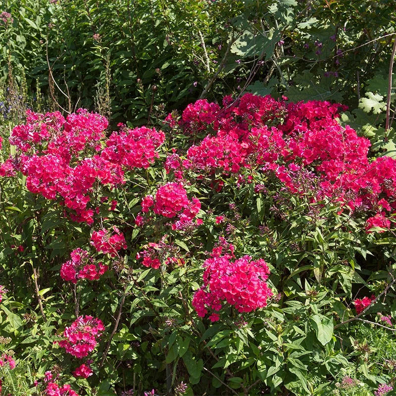 Starfire Phlox - Image 2